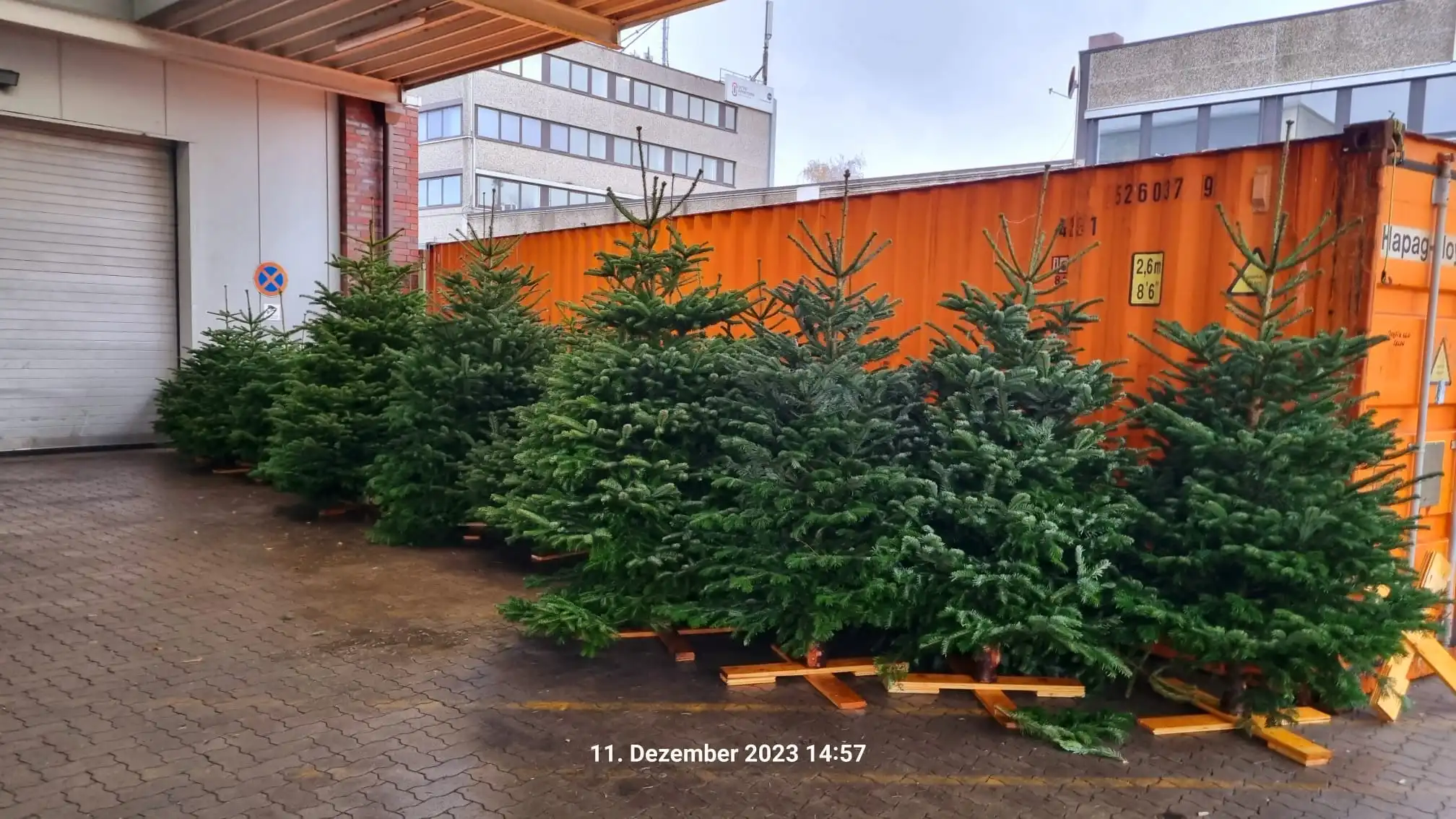 Weihnachtsbäume stehen im Zentrum für Soziallogistik